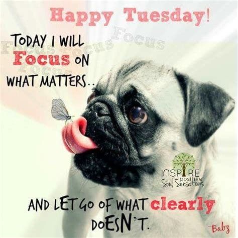 Happy Tuesday | Funny good morning memes, Happy tuesday quotes, Tuesday ...