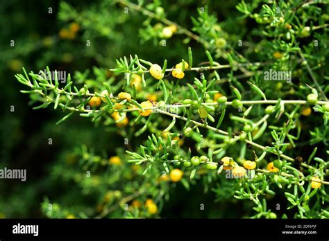 Saltbush plant hi-res stock photography and images - Alamy