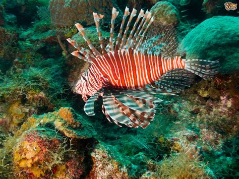 Keeping Lionfish in a Tropical Aquarium | Pets4Homes