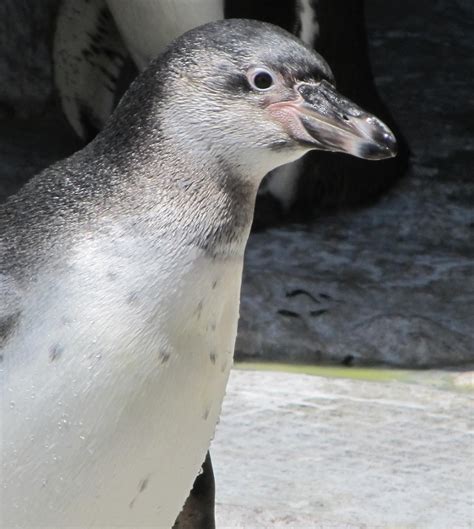 Penguin,bird,white,black,humboldt penguin - free image from needpix.com