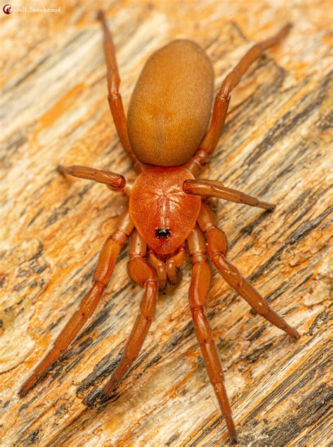 Eight-eyed Orange Lungless Spiders from Rayton Rd, Dan Pienaar, Bloemfontein, 9310, South Africa ...