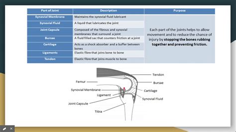 Synovial Joint Labelled Diagram Gcse Pe