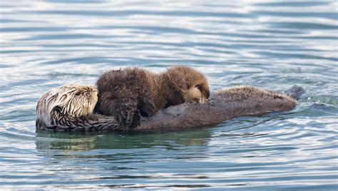 File:Sea otter nursing02.jpg - Wikimedia Commons