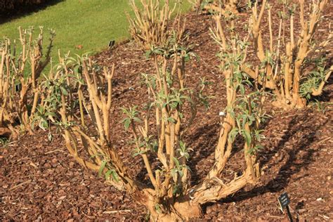 Feeding & Pruning - Buddleja Collection