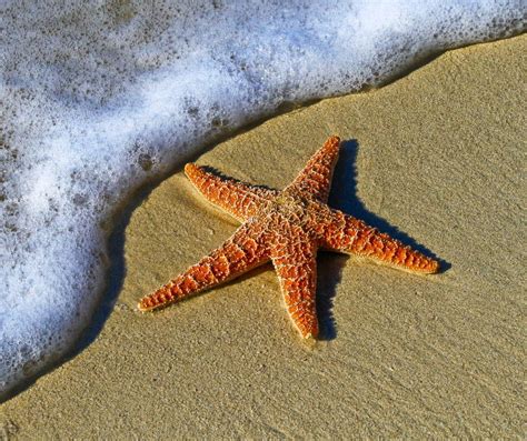 Starfish Quote and Captions for Instagram - Treasured Messages