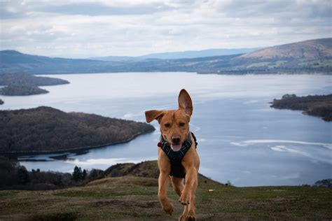 A Dog-Friendly Guide to Loch Lomond [2024] | Wayfaring Kiwi