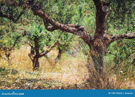 Lonely Olive Tree in Crete, Cretan Garden Stock Image - Image of greek ...