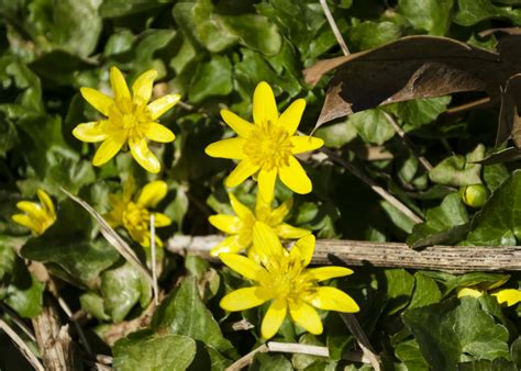 Lesser Celandine at Centennial - Watching for WildflowersWatching for ...