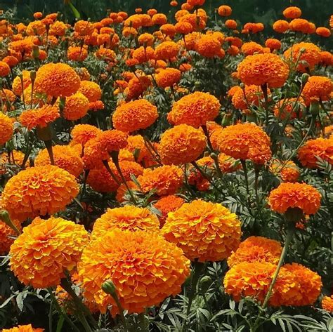 Mix African Marigold Seeds, Flower Seeds#59 – Mays Garden Seed