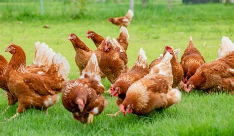 Do Chickens Eat Poop? - The Hip Chick