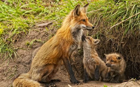 Fox Family HD Wallpaper