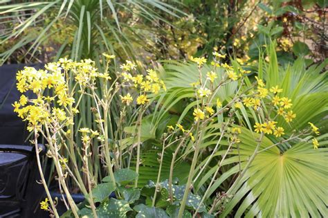 Tropical Gardening in New York City!: November Plant of the Month: Farfugium japonicum ...