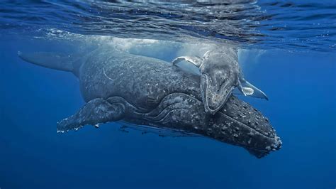 Humpback Whale 4K 5K HD Wallpapers | HD Wallpapers | ID #33389
