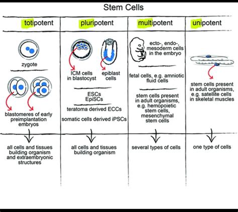 Compare pluripotent,totipotent,multi potent and unipotent stem cells wiyh examples