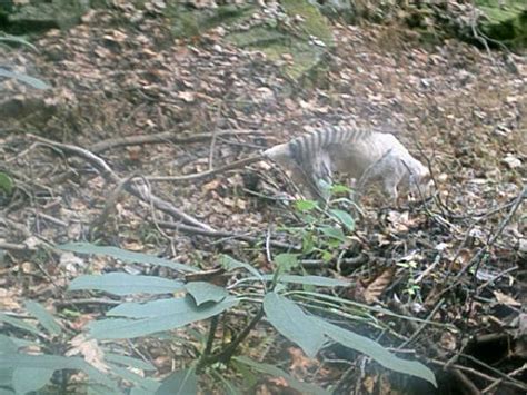 The Hunt for the Australian Tasmanian Tiger: Tasmanian Thylacine