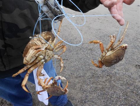 What is a crab snare? A snare is basically a trap that tangles up the ...