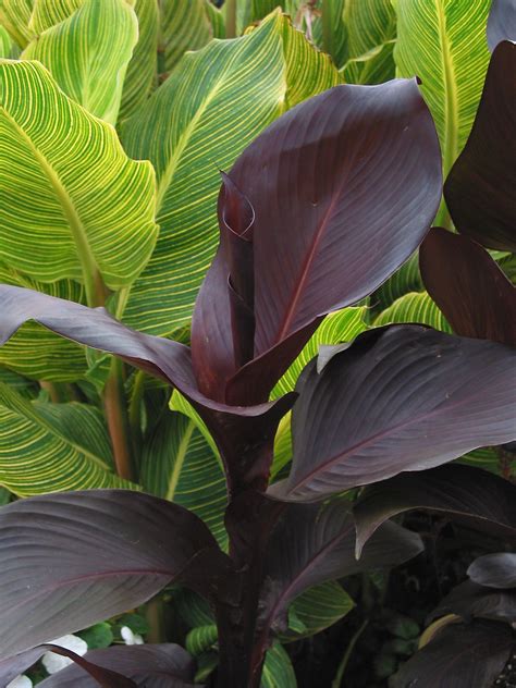 Canna Lily "Tropicana Black". | Plants, Sun plants, Foliage plants