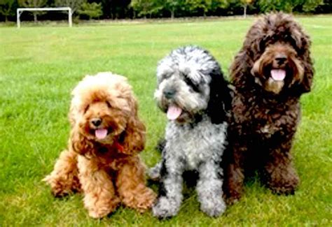 Cockapoo Dog Breed Information, Images, Characteristics, Health