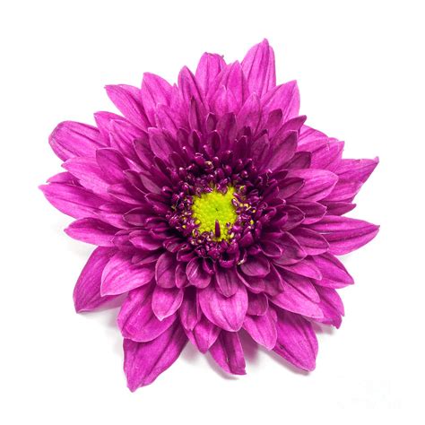 Chrysanthemum purple color | Flower colouring in, Chrysanthemum flower, Chrysanthemum