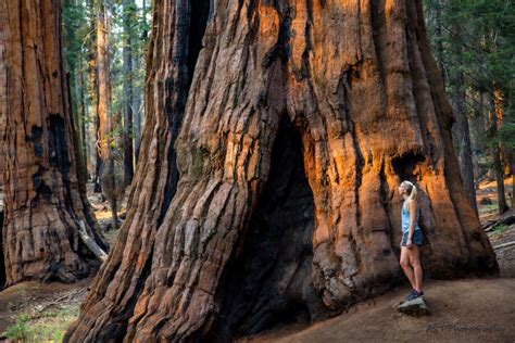 The Ultimate Guide to Sequoia National Park - Sunnyscope