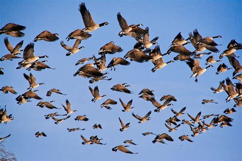 VIDEO of SEP 21st Community Program: Why Birds Flock ~ Morro Coast Audubon Society