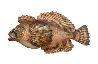 Fishing for Crested sculpin: Fish Species – FishAngler.com