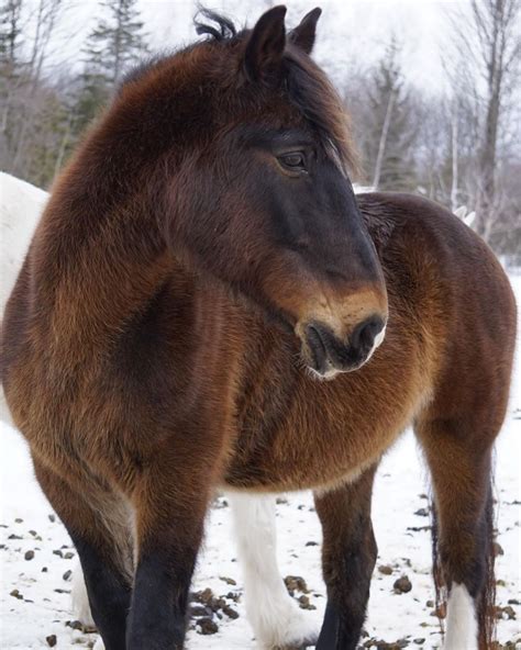 Canadian Horse | Canadian horse, Horses, Show horses