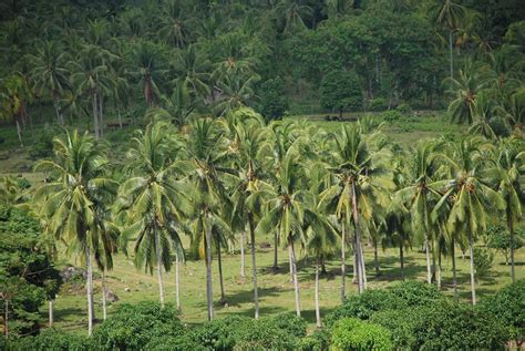 File:Coconut plantation.JPG - Philippines