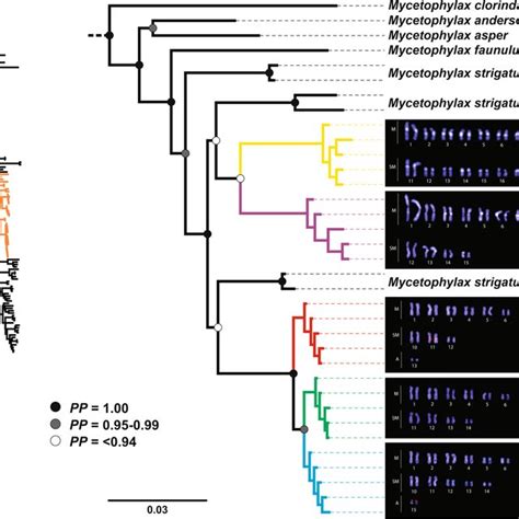 Chromosome number evolution and inferred ancestral chromosome state in... | Download Scientific ...