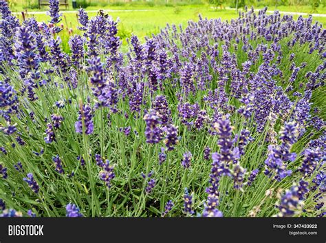 Lavender Flower Field Image & Photo (Free Trial) | Bigstock