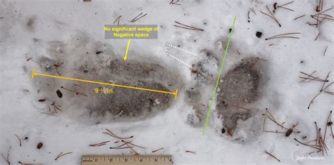 Grizzly vs Black Bear Tracks: A Careful Look - Winterberry Wildlife