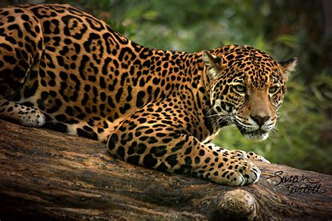 The Indescribable Intensity of Jaguar Eyes | Nayla, a female… | Flickr