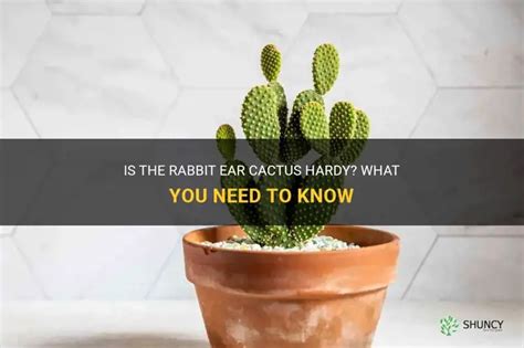 Is The Rabbit Ear Cactus Hardy? What You Need To Know | ShunCy