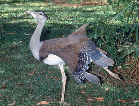 Australian Bustard - The Australian Museum