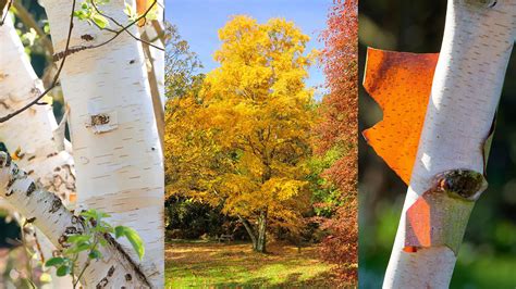 Birch trees: a guide to popular species | Homes & Gardens