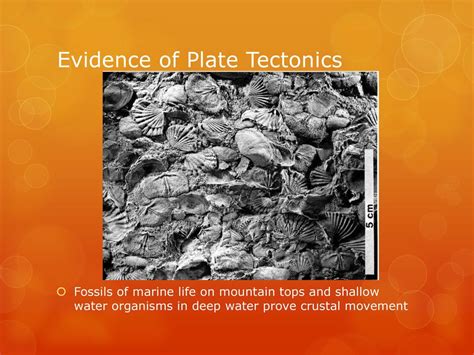 Fossils. - ppt download