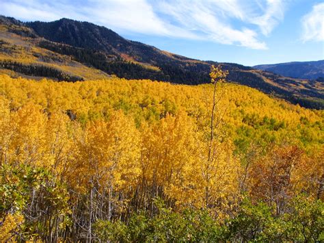 The Pando aspen grove in Utah is all one tree - Business Insider