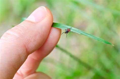 What Causes Tick Infestations and How to Keep Them Away