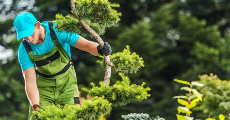 When Is The Right Time To Have Tree Trimming Services?