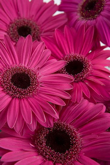 Dark Pink Gerbera Daisies - Calyx Flowers, Inc