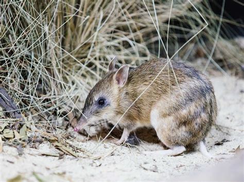 How Australiaâ€™s Eastern Barred Bandicoot Came Back From Extinction | PressNewsAgency