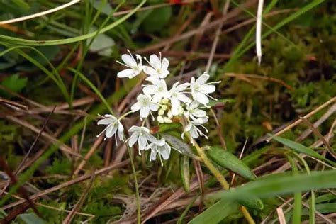 Adaptations of Tundra Plants: Thriving in the Arctic - Nature Roamer