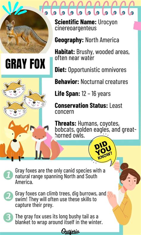 Gray Fox: The Elusive Tree Foxes of North America