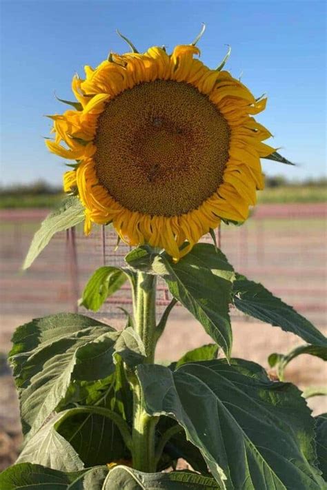 Mammoth sunflower 🌻 🏆 Discover tips and tricks for stunning, giant blooms!