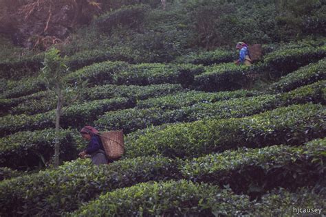 Mongolia Bound: Darjeeling and Sikkim