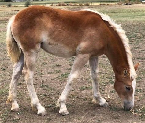 Red Sorrel Foal Coat Beautiful Horses, Animals Beautiful, Draft Horses, Horse Coloring, Horse ...