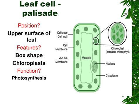 Palisade Cell Structure