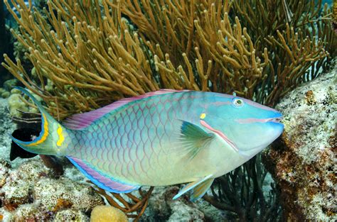 Fish diversity linked to Caribbean coral reef health