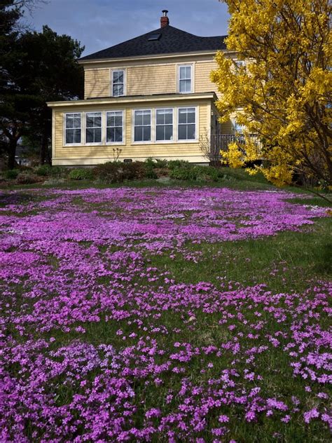 Creeping thyme instead of grass | Backyard garden, Outdoor gardens, Thyme garden