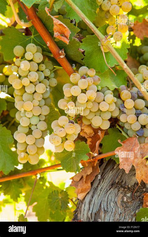 sauvignon blanc grapes, Roblar Winery, Santa Ynez Valley, California ...